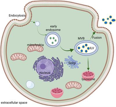 Multiple roles of neuronal extracellular vesicles in neurological disorders
